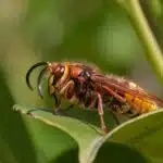 Eine Europäische Hornisse ruht auf einem grünen Blatt, ihr gelb-brauner Körper leuchtet im Sonnenlicht.