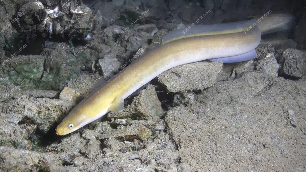 Europäischer Aal schwimmt knapp über dem sandigen und steinigen Gewässergrund zwischen einigen Steinen.