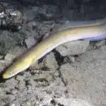 Europäischer Aal schwimmt knapp über dem sandigen und steinigen Gewässergrund zwischen einigen Steinen.