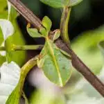 Großes Wandelndes Blatt sitzt perfekt getarnt auf einem Zweig im Regenwald.