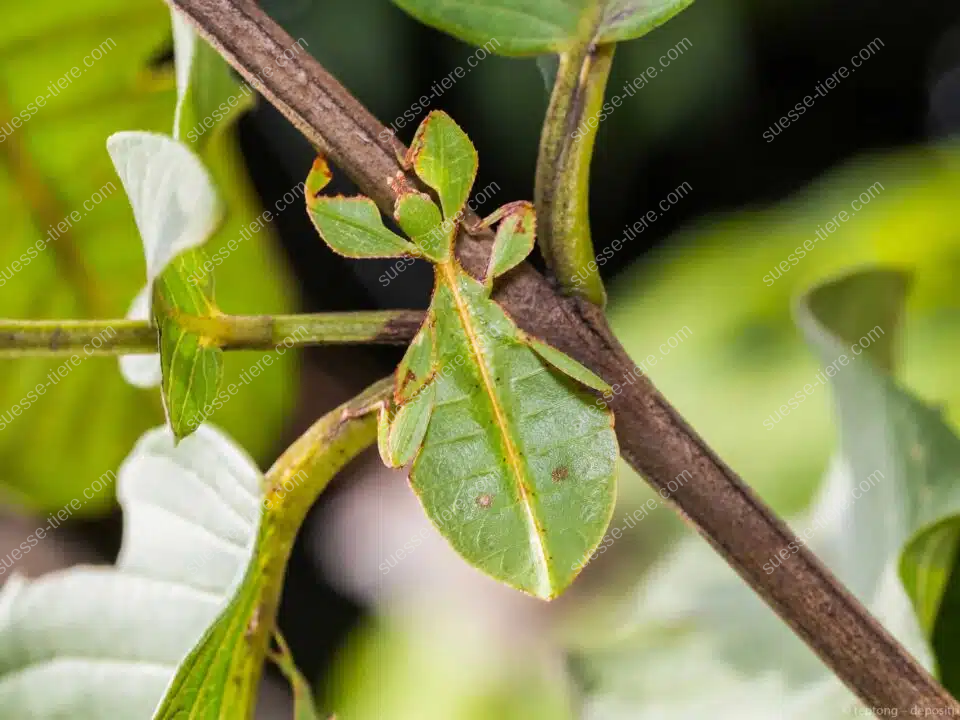 Großes Wandelndes Blatt sitzt perfekt getarnt auf einem Zweig im Regenwald.