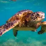 Eine Grüne Meeresschildkröte gleitet über eine Seegraswiese im klaren, blauen Wasser.