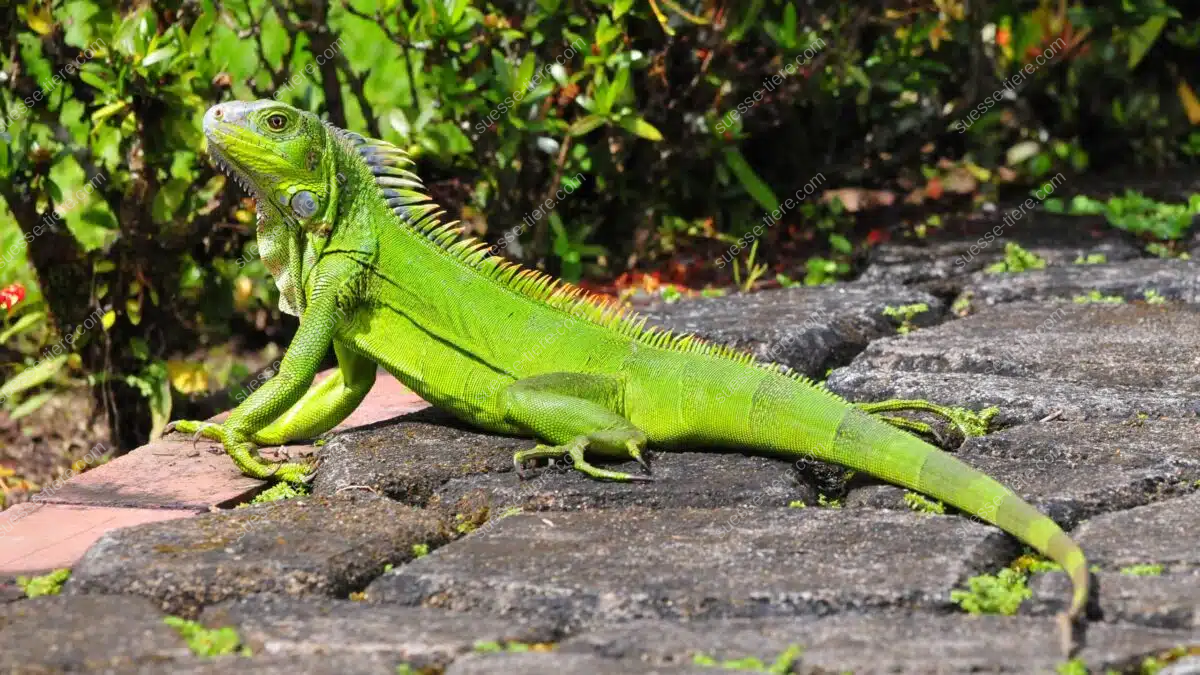 Ein Grüner Leguan sonnt sich auf einer Steinterrasse vor tropischen Pflanzen und zeigt seine leuchtend grüne Haut.