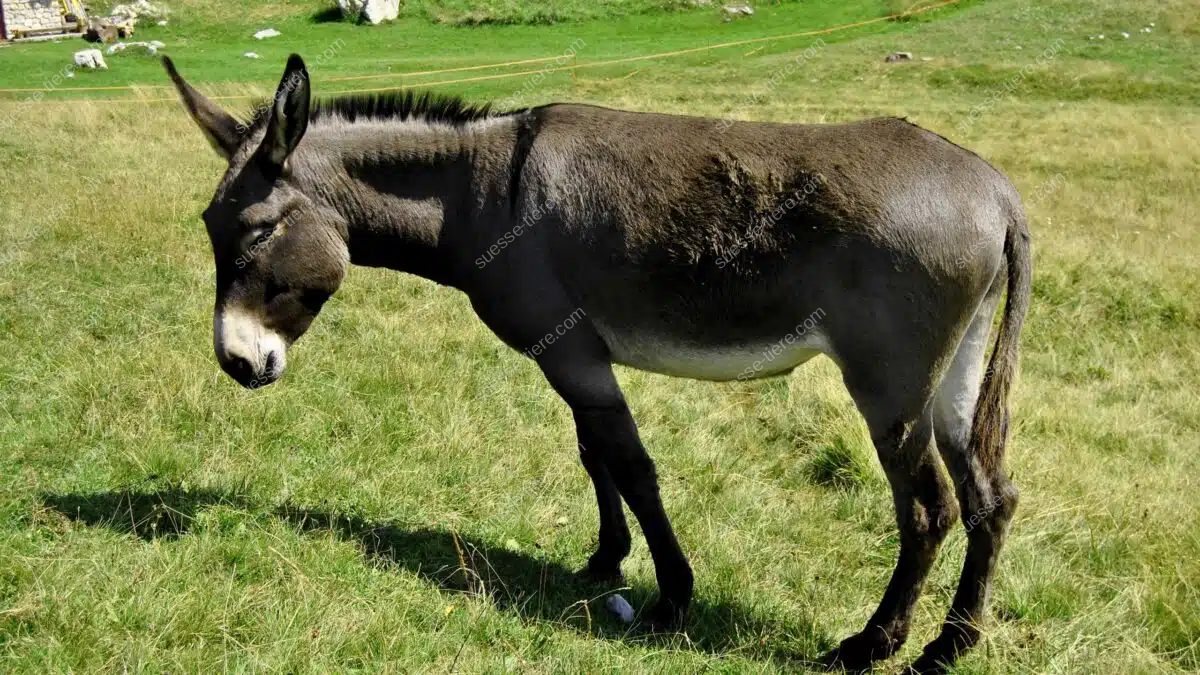 Ein brauner Hausesel steht auf einer grünen Wiese und blickt ruhig in die Ferne.