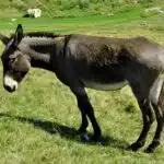 Ein brauner Hausesel steht auf einer grünen Wiese und blickt ruhig in die Ferne.