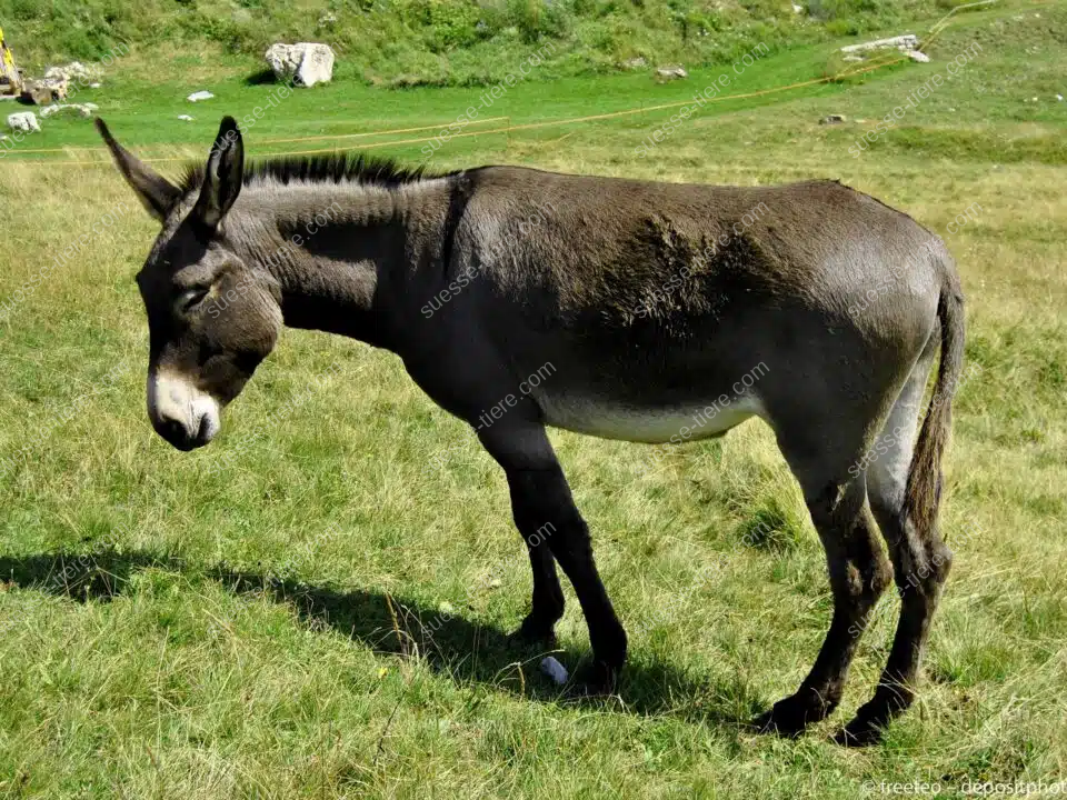 Ein brauner Hausesel steht auf einer grünen Wiese und blickt ruhig in die Ferne.