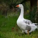 Eine Hausgans steht auf einer grünen Wiese vor einem Holzschuppen und blickt nach rechts; der Gartenhintergrund ist leicht unscharf.