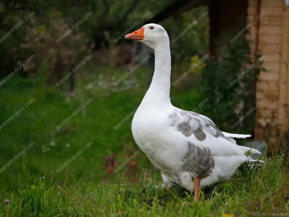 Eine Hausgans steht auf einer grünen Wiese vor einem Holzschuppen und blickt nach rechts; der Gartenhintergrund ist leicht unscharf.