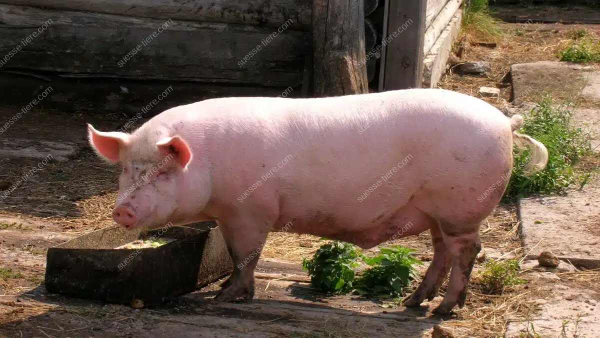 Ein rosafarbenes Hausschwein frisst aus einem Trog auf einem Bauernhof und steht im Sonnenlicht.