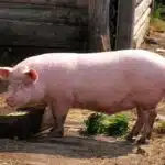 Ein rosafarbenes Hausschwein frisst aus einem Trog auf einem Bauernhof und steht im Sonnenlicht.