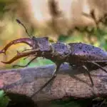 Ein Hirschkäfer mit großen Zangen sitzt auf einem moosbewachsenen Ast im Wald.
