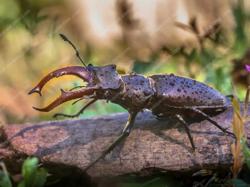 Ein Hirschkäfer mit großen Zangen sitzt auf einem moosbewachsenen Ast im Wald.