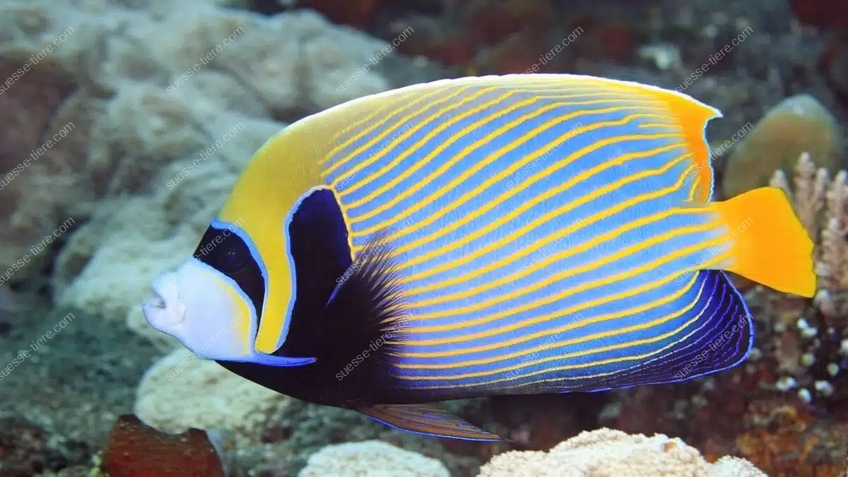 Ein Imperator-Kaiserfisch schwimmt durch ein Korallenriff mit seinen markanten blauen und gelben Streifen.