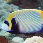 Ein Imperator-Kaiserfisch schwimmt durch ein Korallenriff mit seinen markanten blauen und gelben Streifen.