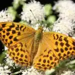 Der Kaisermantel sitzt auf einer weißen Blüte, während das Sonnenlicht seine orangefarbenen Flügel durchleuchtet.