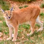 Ein Karakal sitzt aufmerksam im Gras, seine langen Ohrpinsel sind deutlich sichtbar.