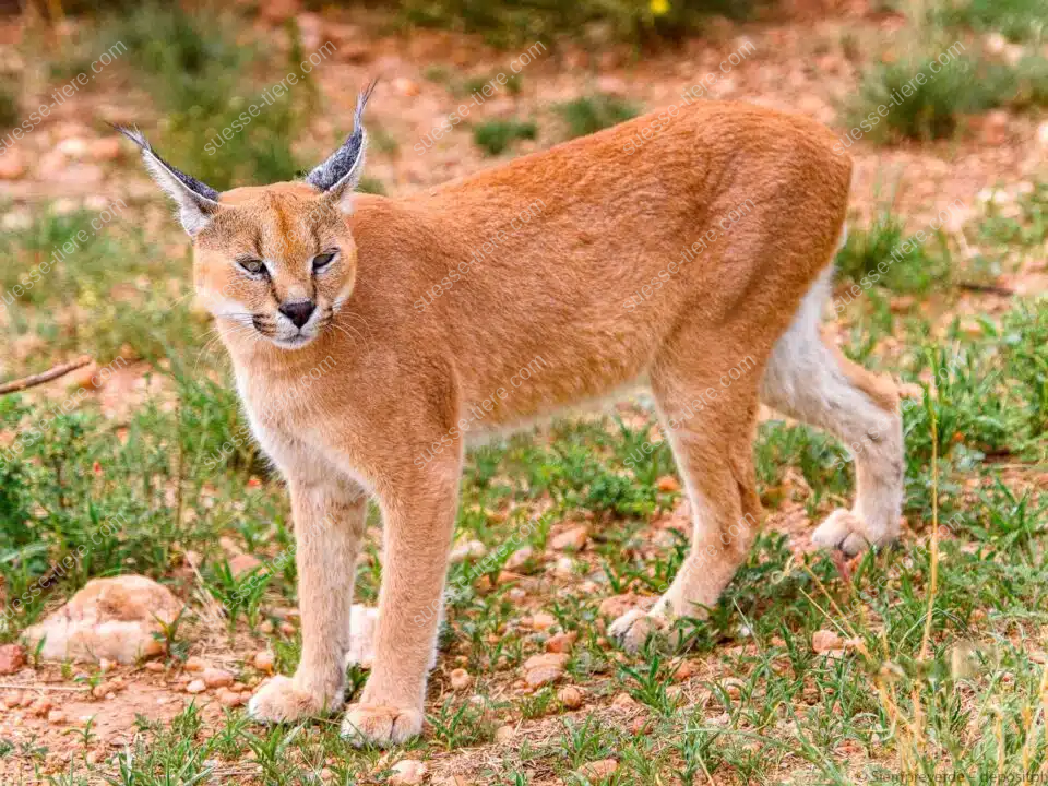 Ein Karakal sitzt aufmerksam im Gras, seine langen Ohrpinsel sind deutlich sichtbar.