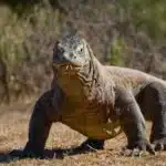 Ein großer Komodowaran mit gespaltenem Zungenwurf bewegt sich durch trockenes Gras in seiner natürlichen Umgebung.