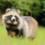 Ein Marderhund steht auf einer grünen Wiese und blickt aufmerksam in die Ferne, während das Sonnenlicht sein Fell leicht schimmern lässt.