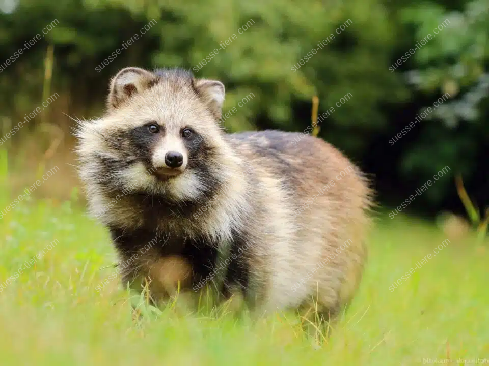 Ein Marderhund steht auf einer grünen Wiese und blickt aufmerksam in die Ferne, während das Sonnenlicht sein Fell leicht schimmern lässt.
