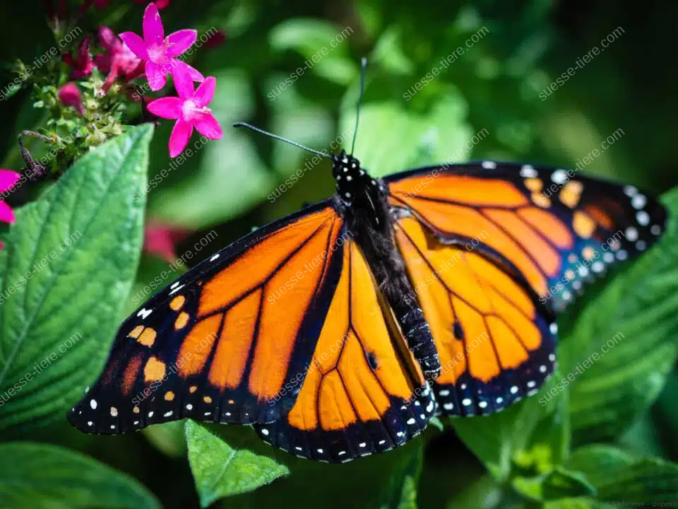 Ein Monarchfalter sitzt auf einer Blüte und zeigt seine leuchtend orangefarbenen Flügel.