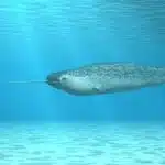 Ein Narwal gleitet unter dem Eis, sein langer Stoßzahn spiegelt das Sonnenlicht der Arktis wider.