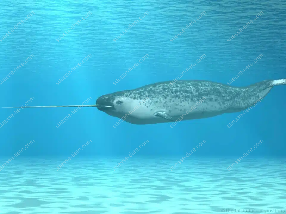 Ein Narwal gleitet unter dem Eis, sein langer Stoßzahn spiegelt das Sonnenlicht der Arktis wider.