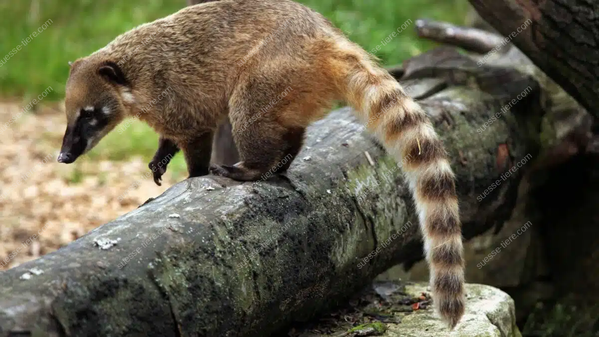 Südamerikanischer Nasenbär balanciert mit erhobener Nase über einen Baumstamm im tropischen Regenwald.