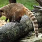 Südamerikanischer Nasenbär balanciert mit erhobener Nase über einen Baumstamm im tropischen Regenwald.