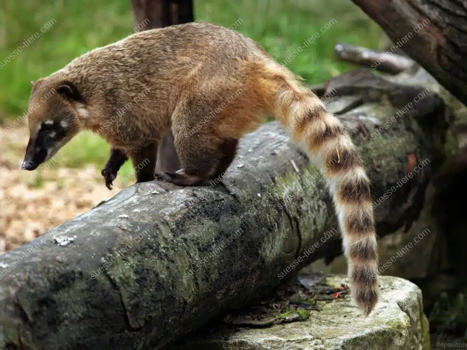 Südamerikanischer Nasenbär balanciert mit erhobener Nase über einen Baumstamm im tropischen Regenwald.