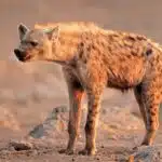 Eine Tüpfelhyäne steht in der afrikanischen Savanne im goldenen Abendlicht und blickt aufmerksam in die Ferne.
