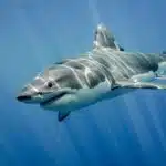 Ein Weißer Hai schwimmt majestätisch durch das blaue Meer.