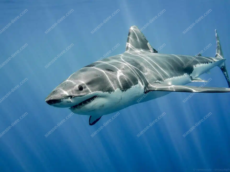 Ein Weißer Hai schwimmt majestätisch durch das blaue Meer.
