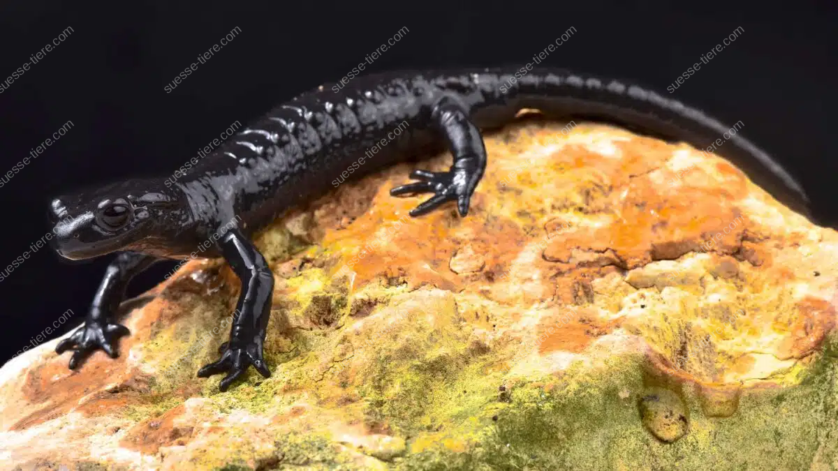 Ein glänzend schwarzer Alpensalamander sitzt ruhig auf einem bemoosten Felsen und zeigt seine typische Körperform.