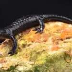 Ein glänzend schwarzer Alpensalamander sitzt ruhig auf einem bemoosten Felsen und zeigt seine typische Körperform.