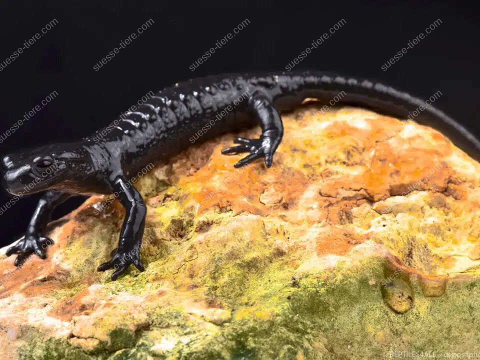 Ein glänzend schwarzer Alpensalamander sitzt ruhig auf einem bemoosten Felsen und zeigt seine typische Körperform.