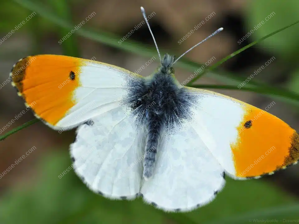 Ein Aurorafalter sitzt auf einem Grashalm und zeigt seine leuchtend orange gefärbten Flügelspitzen.