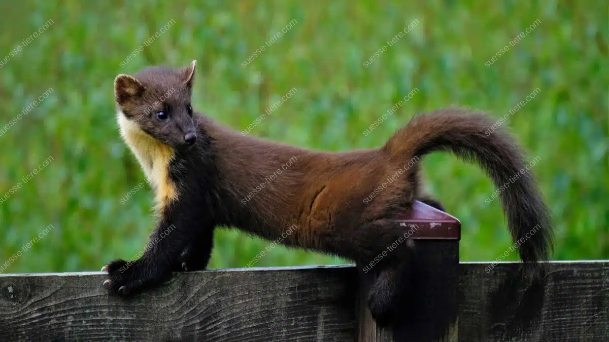 Ein Baummarder liegt ausgestreckt auf einem Holzzaun und blickt aufmerksam zur Seite, während der verschwommene Wiesenhintergrund eine sanfte Kulisse bildet.