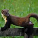 Ein Baummarder liegt ausgestreckt auf einem Holzzaun und blickt aufmerksam zur Seite, während der verschwommene Wiesenhintergrund eine sanfte Kulisse bildet.