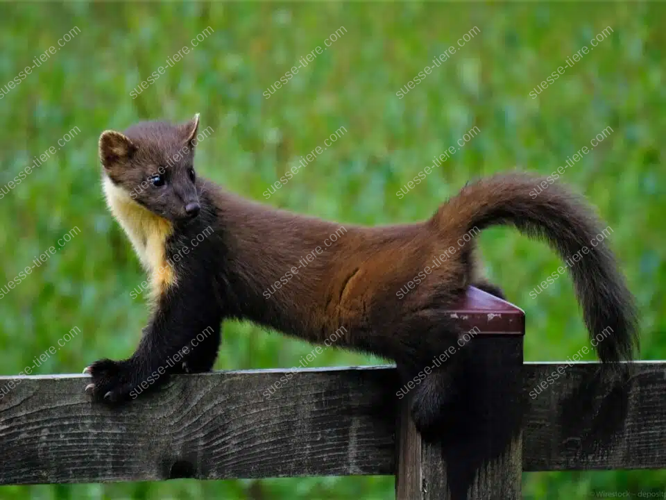 Ein Baummarder liegt ausgestreckt auf einem Holzzaun und blickt aufmerksam zur Seite, während der verschwommene Wiesenhintergrund eine sanfte Kulisse bildet.