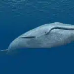 Ein Blauwal schwimmt majestätisch durch den offenen Ozean und zeigt seine typische lange Körperform und Kehlfalten.