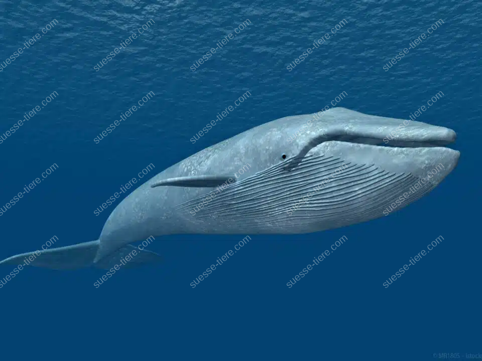 Ein Blauwal schwimmt majestätisch durch den offenen Ozean und zeigt seine typische lange Körperform und Kehlfalten.