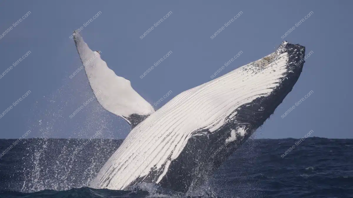 Ein Buckelwal springt kraftvoll aus dem Wasser und glänzt im Sonnenlicht.