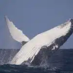 Ein Buckelwal springt kraftvoll aus dem Wasser und glänzt im Sonnenlicht.