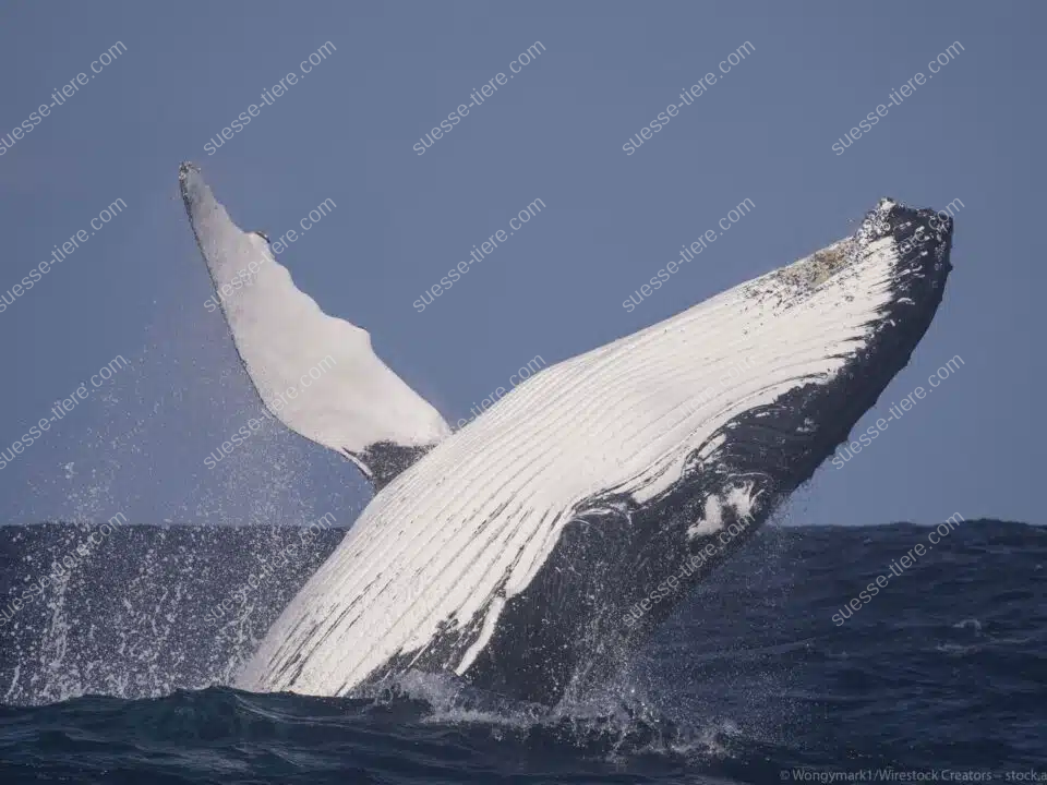 Ein Buckelwal springt kraftvoll aus dem Wasser und glänzt im Sonnenlicht.