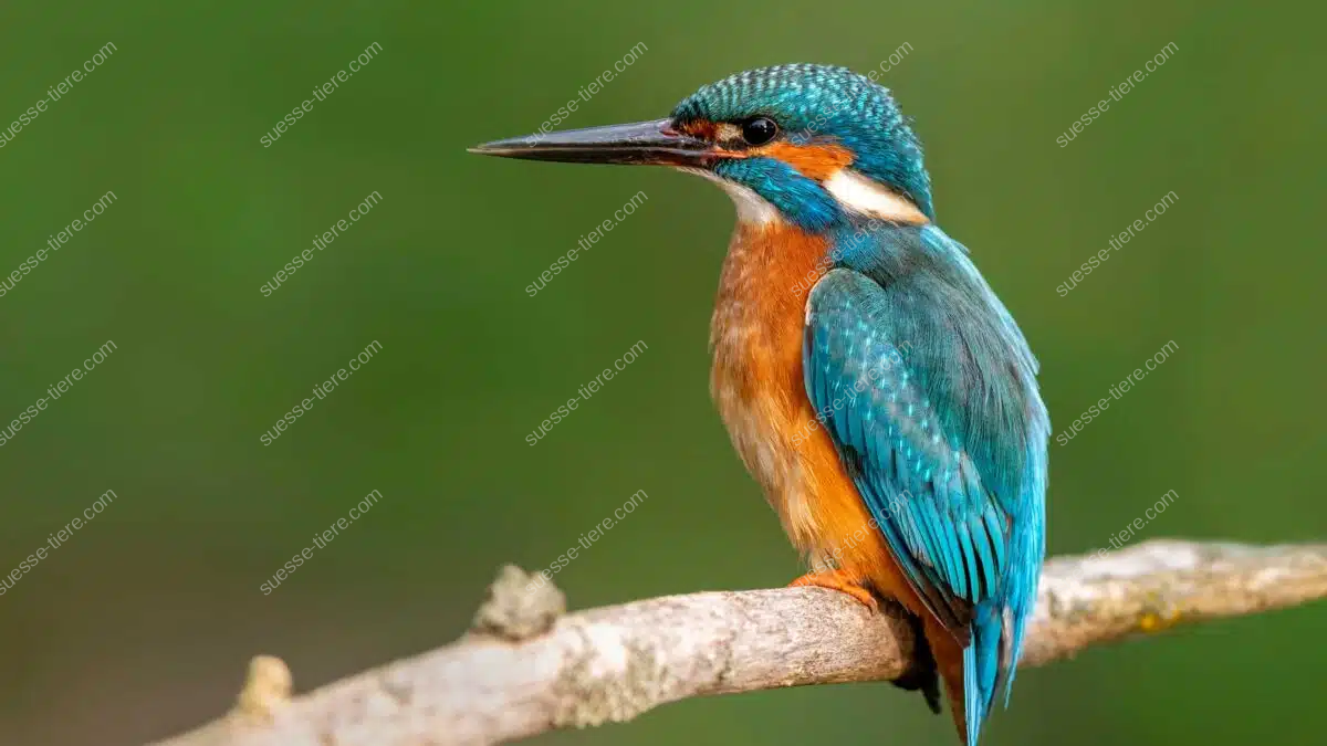 Ein Eisvogel sitzt mit leuchtend blau-orangefarbenem Gefieder auf einem Ast und hält Ausschau nach Beute.