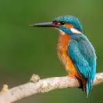 Ein Eisvogel sitzt mit leuchtend blau-orangefarbenem Gefieder auf einem Ast und hält Ausschau nach Beute.