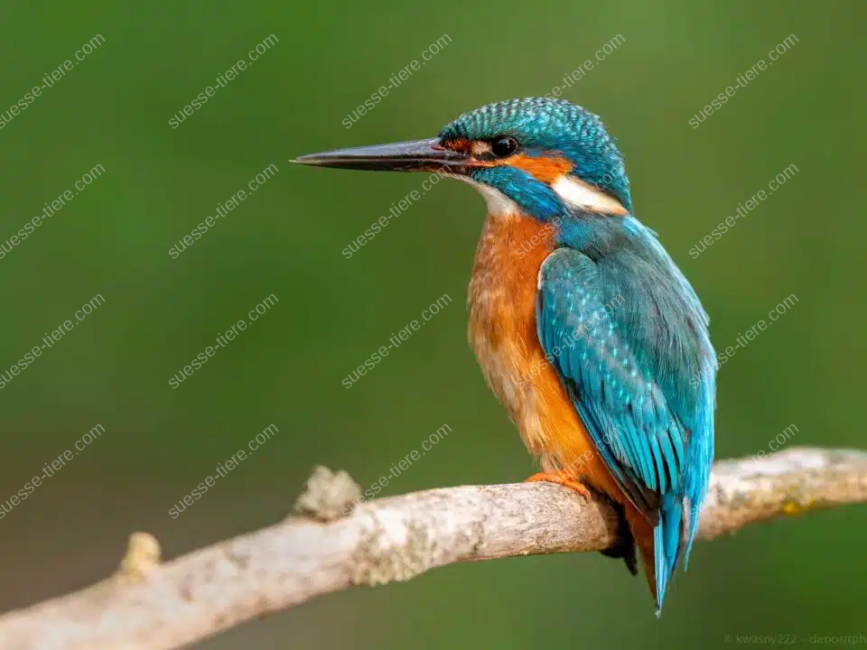 Ein Eisvogel sitzt mit leuchtend blau-orangefarbenem Gefieder auf einem Ast und hält Ausschau nach Beute.