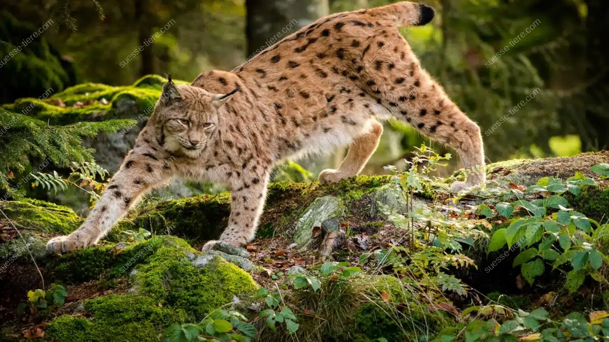 Ein Eurasischer Luchs mit Pinselohren und geflecktem Fell steht aufmerksam auf einem Baumstamm im Wald.