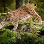 Ein Eurasischer Luchs mit Pinselohren und geflecktem Fell steht aufmerksam auf einem Baumstamm im Wald.